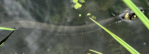 grass snake