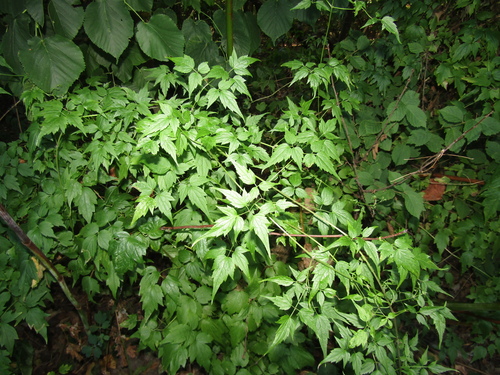 Clematis brevicaudata, photograph 3