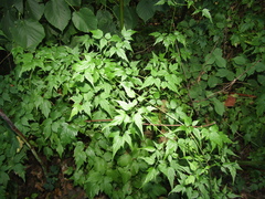 Clematis brevicaudata, photograph (c) Oleksandr Shynder, some rights reserved (CC BY)