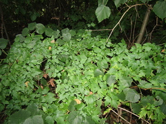 Clematis brevicaudata, photograph (c) Oleksandr Shynder, some rights reserved (CC BY)