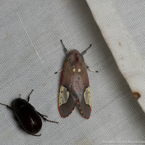 Grote's bertholdia photo 5