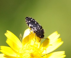 Acmaeodera ornata
