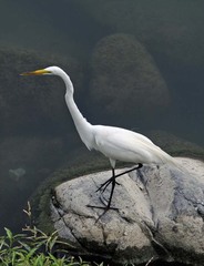 Ardea alba