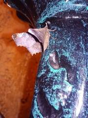 Euclystis plusioides