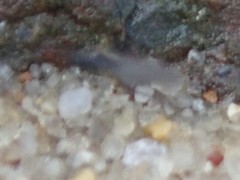 Telmatogeton japonicus