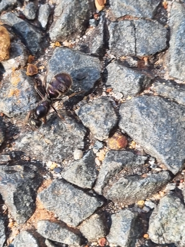 Southern Meat Ant photo 5