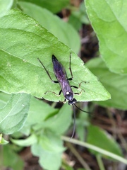 Virgichneumon