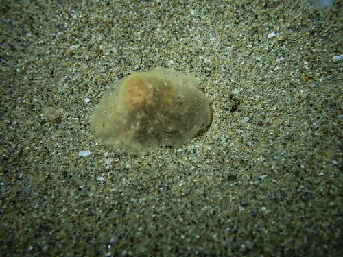 Lamellaria ophione observed 2026-08-15