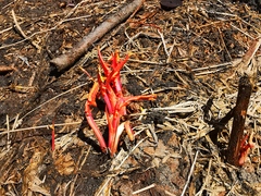 Rumex longifolius
