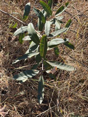 Ozoroa paniculosa, photograph 1
