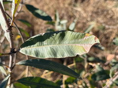 Ozoroa paniculosa