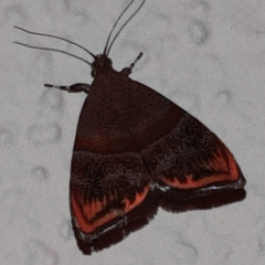 Hemerophila