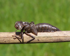 Rhionaeschna californica
