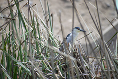 Nycticorax nycticorax