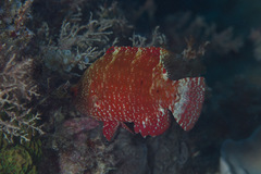 Cheilinus oxycephalus
