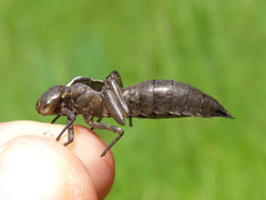 Rhionaeschna californica