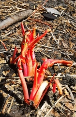 Rumex longifolius