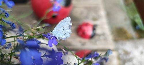 Holly Blue