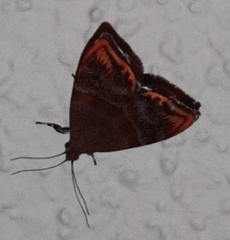 Hemerophila