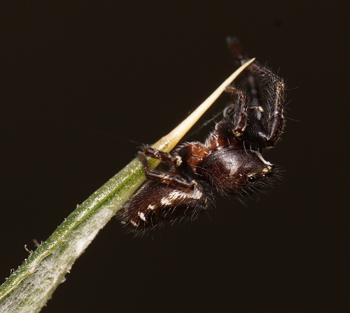 Metaphidippus manni