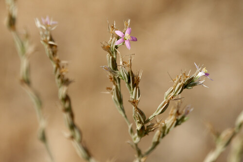 Schenkia spicata observed 2026-08-11