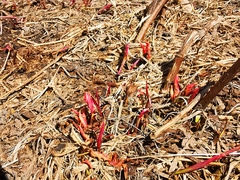 Rumex longifolius