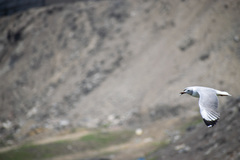 Chroicocephalus cirrocephalus