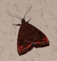 Hemerophila