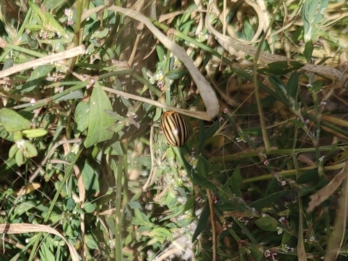 Colorado Potato Beetle