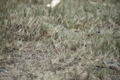 Charadrius vociferus