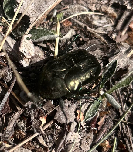 Marbled Rose-chafer