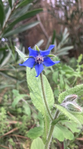 Borage