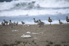 Pluvialis squatarola