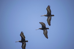 Pelecanus thagus