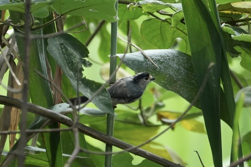 Silver-throated Tit