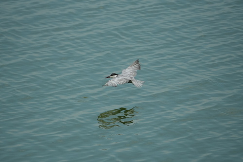 Whiskered Tern