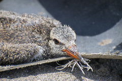 Haematopus palliatus