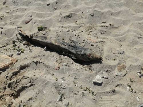 Black Sea Porpoise