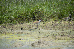 Charadrius vociferus