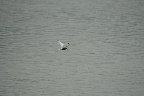 Whiskered Tern