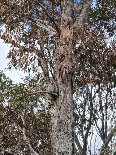 Tawny Frogmouth