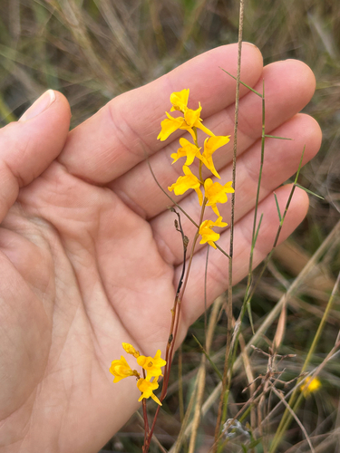 sun bladderwort