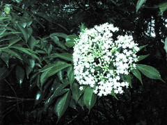 Sambucus africana