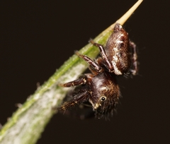 Metaphidippus manni