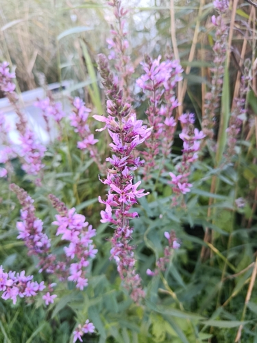 purple loosestrife