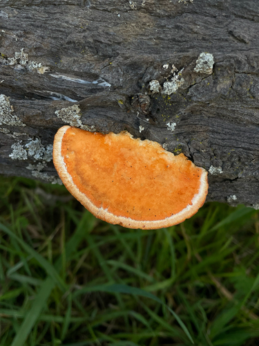 Southern Cinnabar Polypore