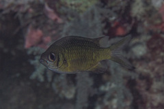 Chromis weberi