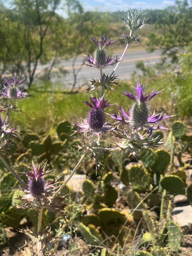 Leavenworth's eryngo