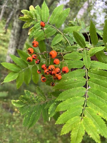 European mountain ash