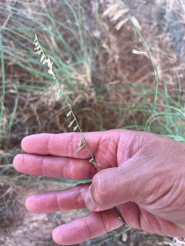 sideoats grama